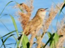 Great Reed Warbler, Pugneys Country Park, 21/6/19