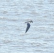 Gull Billed Tern, Thurstaston, 5/7/19