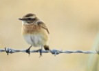 Whinchat, Spurn, 22.9.20