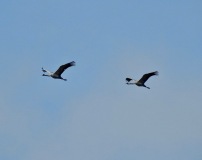 Common Cranes, Spurn, 9/10/19