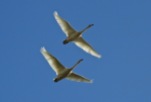 Whooper Swans, Crosby Coastal Park, 5.11.19