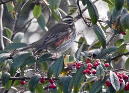 Redwing, Ainsdale, 29.12.20