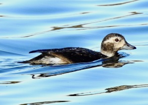 Long Tailed Duck, Crosby Coastal Park, 31.12.19.