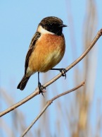 Stonechat, Ainsdale, 26.3.20
