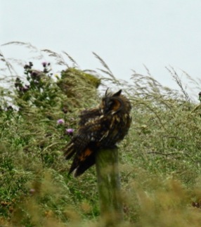 Long Eared Owl, Bempton Cliffs 4/7/20