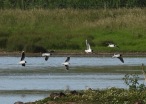 Little Gulls, Kilnsea, 20.7.20