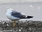 Yellow Legged Gull, KIlnsea, 20.7.20