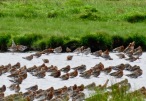 Long Billed Dowitcher (with Blackwits), Marshside, 25/7/20