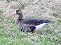 Russian White-fronted Goose, Marshside, 29.3.21