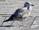 American Herring Gull, Newlyn, 03/4/21.