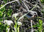 Eastern Subalpine Warbler, Spurn, 29.5.21.