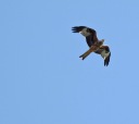 Red Kite, Kilnsea, 3.6.21