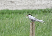Arctic Tern, Hesketh Out Marsh (east), 14.6.21