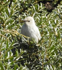 Leucistic Starling, Ainsdale Discovery Centre, 22.6.21