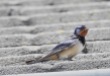 Swallow, Ainsdale, 9.7.21