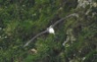 Black-browed Albatross, Bempton Cliffs, 5/7/21.
