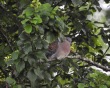 Oriental Turtle Dove (meena), Easington. 5/7/21.