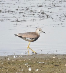 White-tailed Lapwing, Blacktoft Sands, 28.8.21